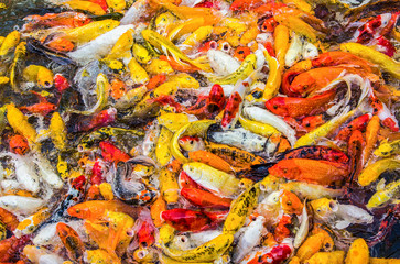 Koi fish colorful swim on the pond, soft focus