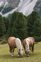 Fototapeta na wymiar pair of chestnut horses grazing on alpine meadow