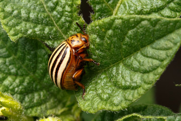pest Colorado beetle, devouring leaves of potato