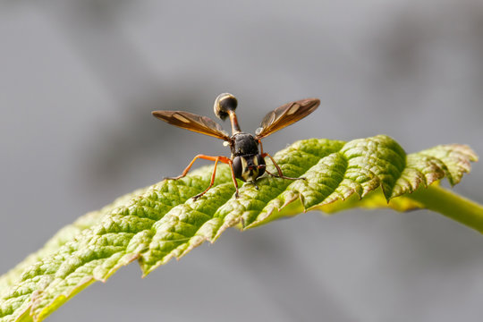insect on a leaf, Physocephala rufipes
