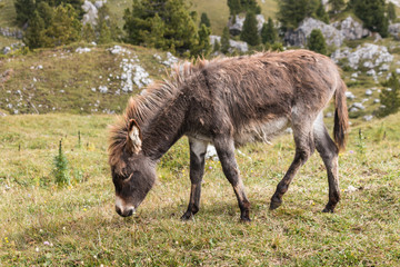 Naklejka na ściany i meble young donkey grazing on alpine meadow