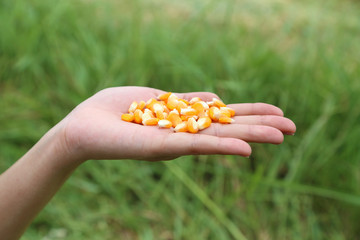 fresh raw corn in hand