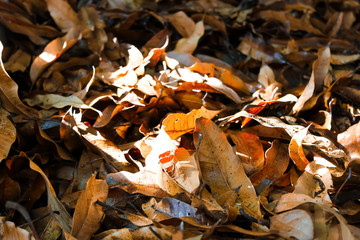 Dry leaves in fall