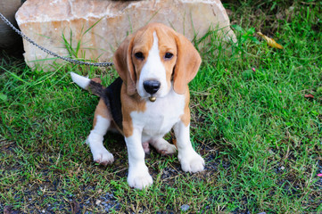 Beagle dog in the garden