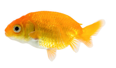 Gold fish. Isolation  on the white.