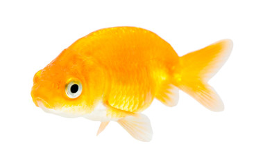 Gold fish. Isolation  on the white.