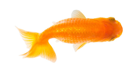 Fototapeta premium Gold fish. Isolation on the white.