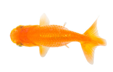 Gold fish. Isolation  on the white.