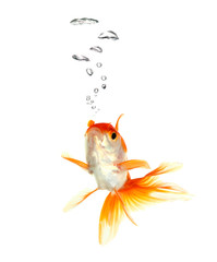 Gold fish. Isolation on the white.