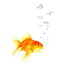 Gold fish. Isolation  on the white.