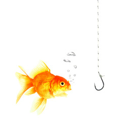 golds fish and metal empty hook on white background