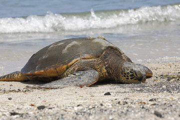 Beautiful endangered green sea turtle