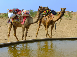 Camels standing by water reservoir in a small village during cam