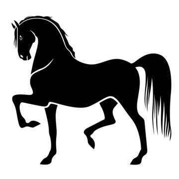 Silhouette of proud horse
