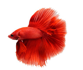 Fototapeta premium siamese fighting fish, betta isolated on white background.