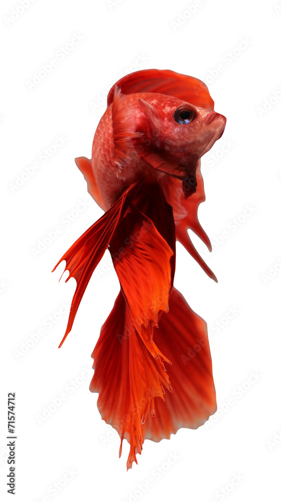 Sticker siamese fighting fish, betta isolated on white background.