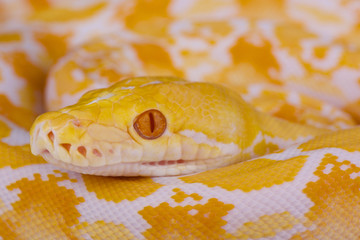 Fototapeta premium Reticulated python, albino / Python reticulates