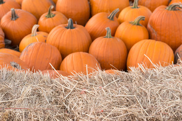 Pumpkin Blur Background