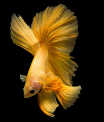 siamese fighting fish isolated on black background.