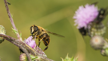 Fliege auf Distelblüte