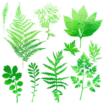 Set of garden watercolor leaves. Vector illustration.