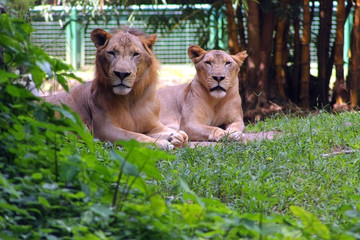 Obraz premium pair of lions