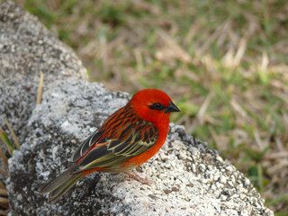 Cardinal, oiseau endémique de Madagascar, la Réunion
