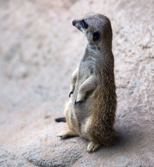 Fototapeta premium meerkat