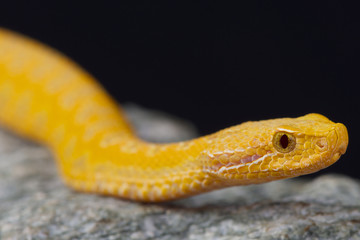 Asp viper,albino / Vipera aspis