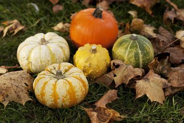 Obraz premium Fall Halloween pumpkin in colorful leaves