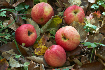 Apples on grass and leaf background in autumn