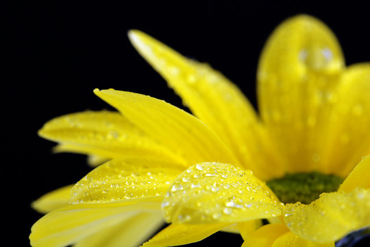 Fototapeta Wod krople na żółtym kwiacie na ciemnym tle