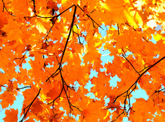 Autumn maple leaves and  blue sky background