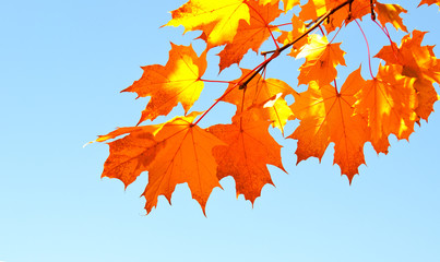 Autumn maple leaves and  blue sky background