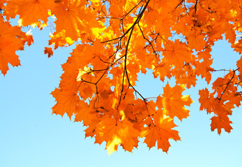 Autumn maple leaves and  blue sky background