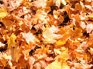 Colorful autumn maple leaves
