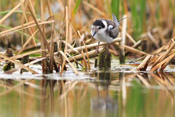 Black Tern gets food on the lake.