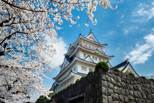 千葉城と桜