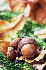 autumn background with acorns and oak leaves © juliasudnitskaya