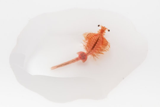 artemia in droped water on white background