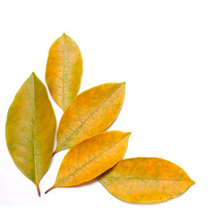 Fototapeta premium leaf isolated on white background