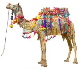Foto auf Acrylglas Kamel Kamel mit traditioneller Dekoration isoliert auf weiß