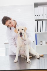 Cheerful veterinarian examining a cute labrador