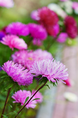 Obraz premium beautiful colourful autumn flowers aster