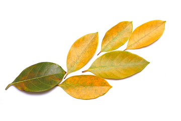 leaf isolated on white background