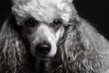 closeup portrait poodle
