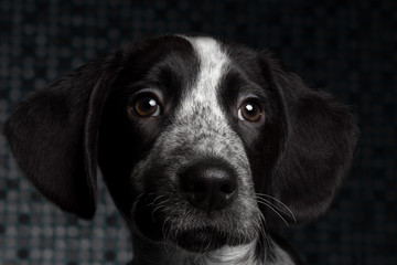 close-up portrait black dog