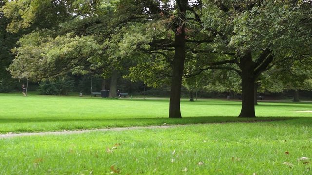 Baum im Freizeitpark