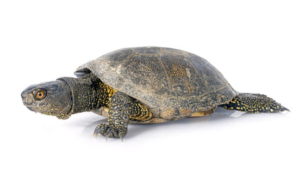 European pond turtle