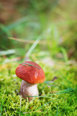 aspen mushroom or orange-cap boletus in the autumn forest moss